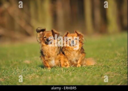 Tibetan Spaniel Foto Stock