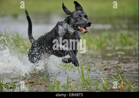 Esecuzione di Louisiana Catahoula Leopard Dog Foto Stock