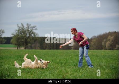 Il rotolamento Golden Retriever Foto Stock