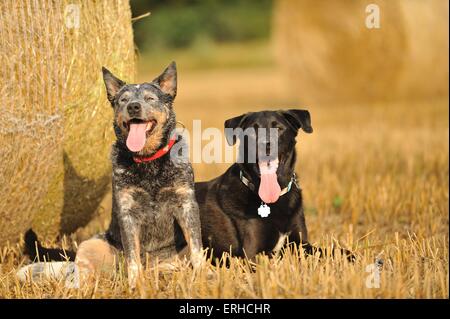 2 cani Foto Stock