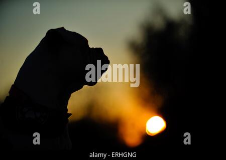 American Bulldog ritratto Foto Stock