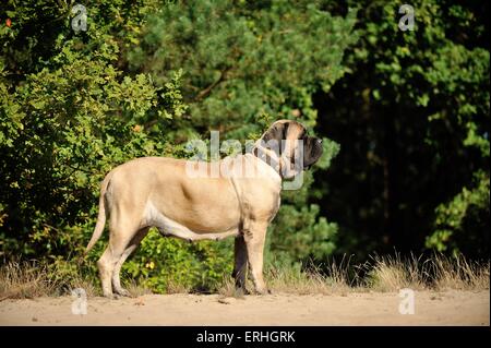 Standing Old English Mastiff Foto Stock