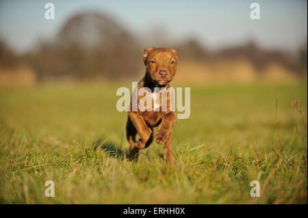 Giovani Pitbull-mongrel Foto Stock