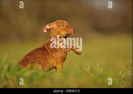 Giovani Pitbull-mongrel Foto Stock