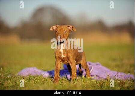 Giovani Pitbull-mongrel Foto Stock