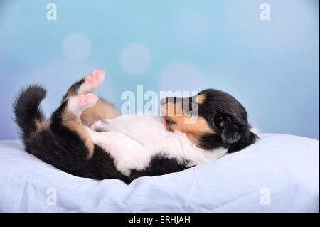 Longhaired Collie cucciolo Foto Stock