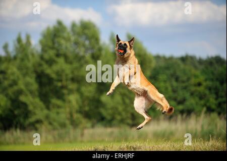 Jumping Pastore Tedesco Foto Stock