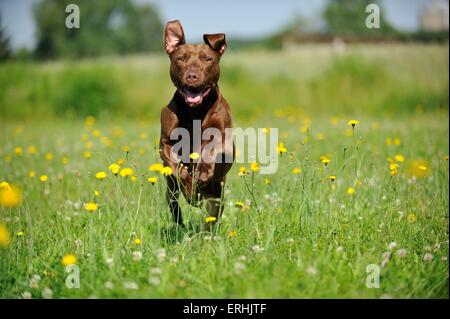 Esecuzione di American Pit Bull Terrier Foto Stock