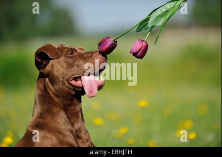 L'American Pit Bull Terrier ritratto Foto Stock