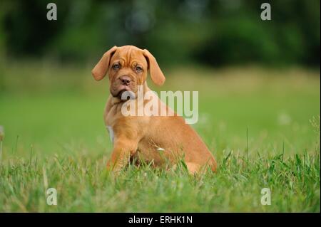 Dogue de Bordeaux cucciolo Foto Stock