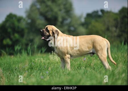 Standing Old English Mastiff Foto Stock