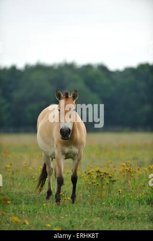 Cavallo di Przewalski Foto Stock