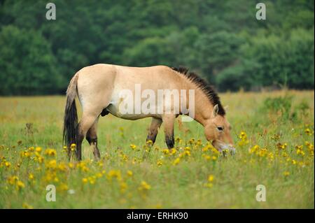 Cavallo di Przewalski Foto Stock