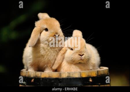 Mini Lop Foto Stock