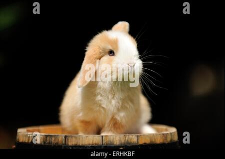 Mini Lop Foto Stock