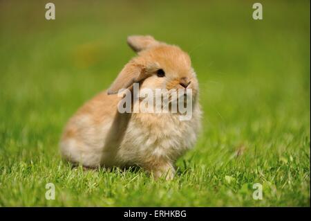 Mini Lop Foto Stock