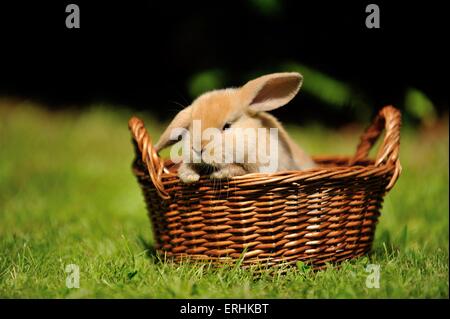 Mini Lop Foto Stock