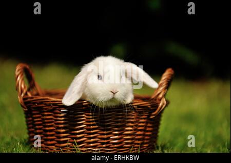 Mini Lop Foto Stock