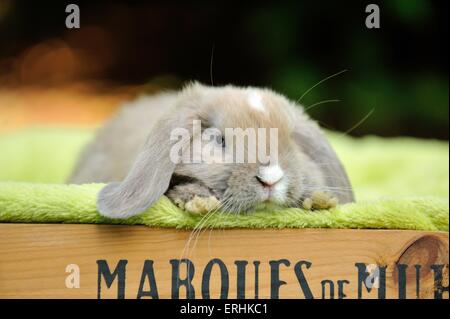 Mini Lop Foto Stock