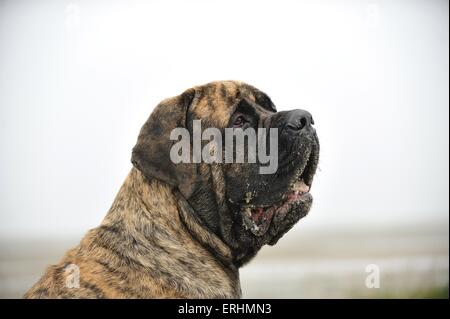 Old English Mastiff ritratto Foto Stock