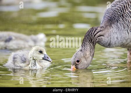 Graylag oche Foto Stock