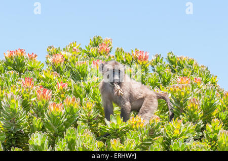 Chacma baboon (Papio ursinus), noto anche come il capo di babbuino, in un protea arbusto a Cape Point nel Table Mountain National Par Foto Stock