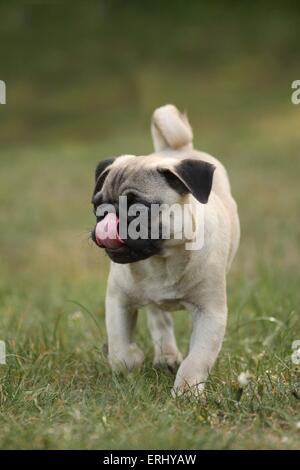 a piedi pug Foto Stock