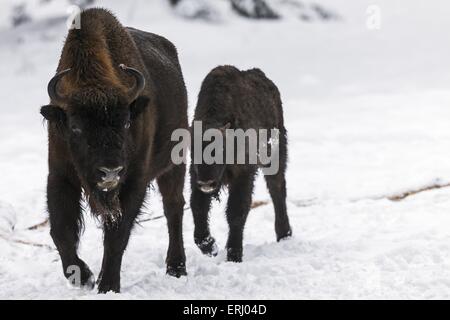 Bisonte europeo Foto Stock