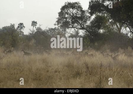 Impala Foto Stock