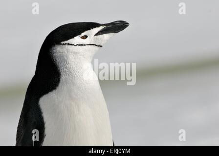 Pinguini chinstrap Foto Stock