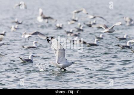 Nero-kittiwakes zampe Foto Stock