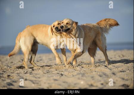 Il Labrador e il Golden Retriever Foto Stock