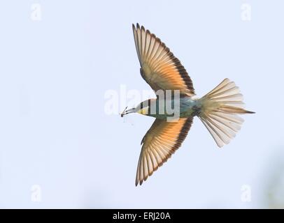 mangiatore di ape Foto Stock