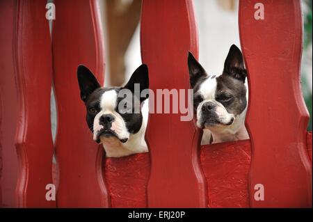 2 Boston Terrier Foto Stock