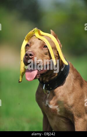 L'American Pit Bull Terrier ritratto Foto Stock