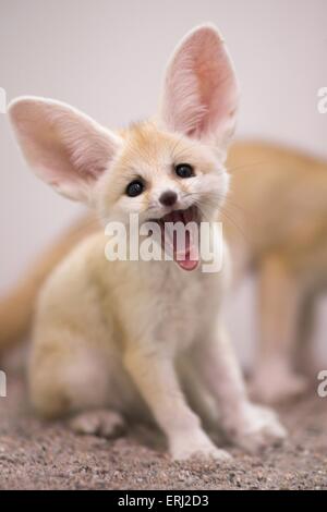 Fennec Foto Stock