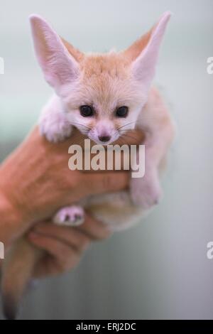 Fennec Foto Stock