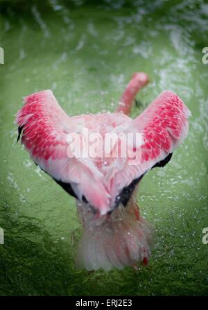 Flamingo Foto Stock