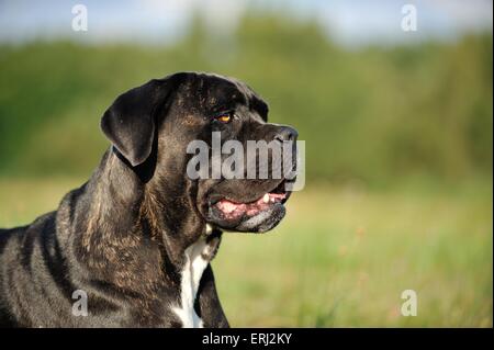 Cane Corso ritratto Foto Stock