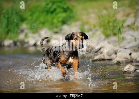 Esecuzione di Louisiana Catahoula Leopard Dog Foto Stock