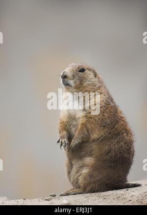 cane di prateria Foto Stock