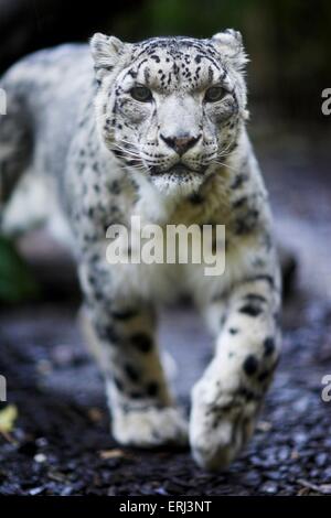 leopardo delle nevi Foto Stock