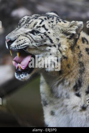 leopardo delle nevi Foto Stock