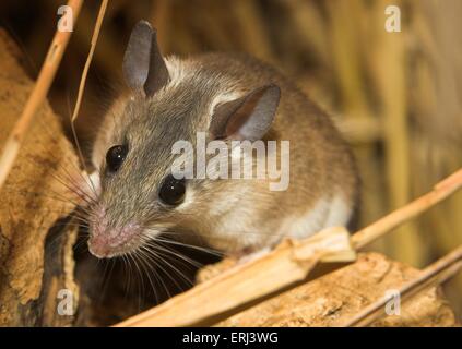 topo spinoso Foto Stock