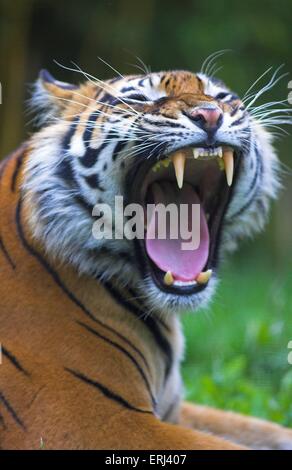 tigre Foto Stock