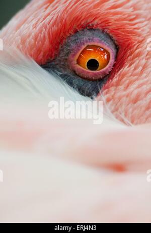 Flamingo Foto Stock