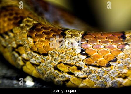 serpente di cereale Foto Stock