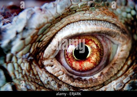 occhio di Iguana Foto Stock