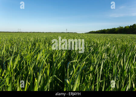 Green campo di grano Foto Stock