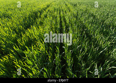Righe nel verde del campo di grano sul tramonto Foto Stock